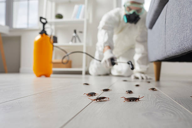 Trusted Cockroach Control service in Royal Kunia, HI - Nex Pest Control